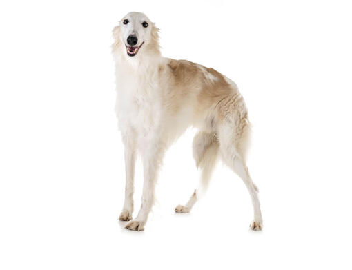 Borzoi store dog puppy